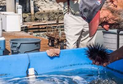 Uplifting Local Fishermen By Leveraging Federal Funding